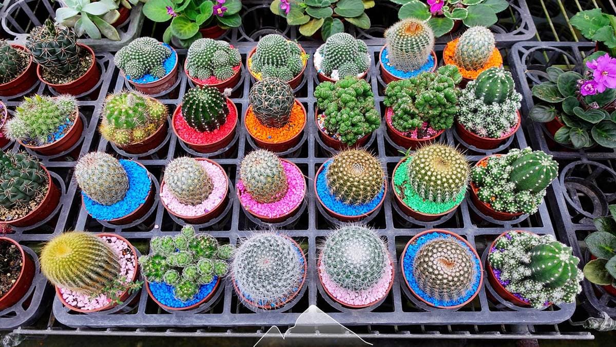 園區內還有數百種的花卉、小盆栽。（圖片來源：宜蘭ㄚ欣的美食日誌）