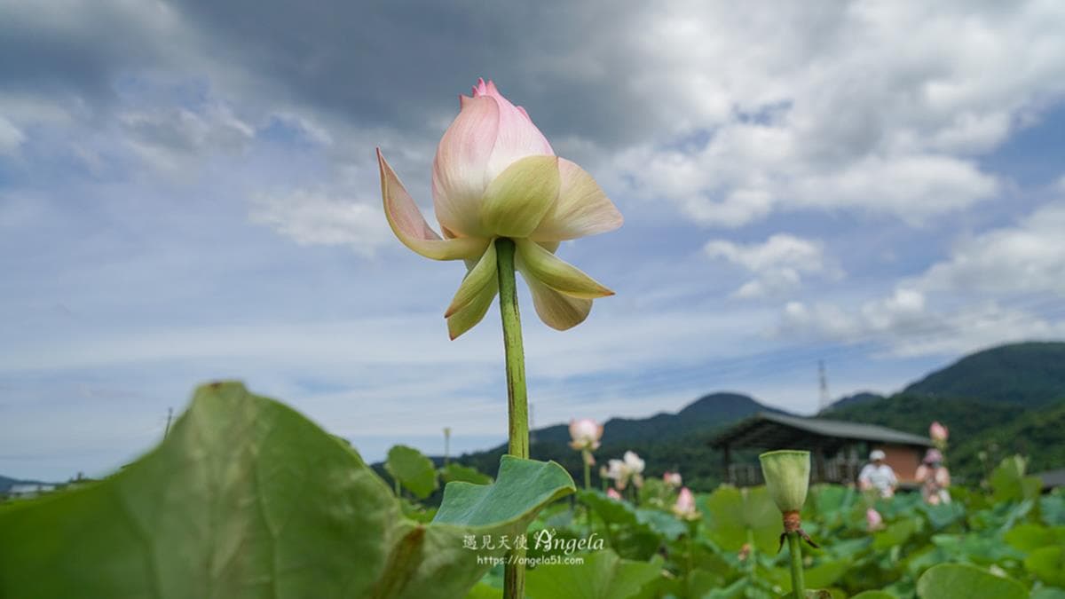 隨風搖曳的荷花很療癒人心。（圖片來源：遇見天使Angela）