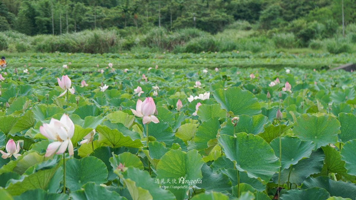 雙溪荷花園