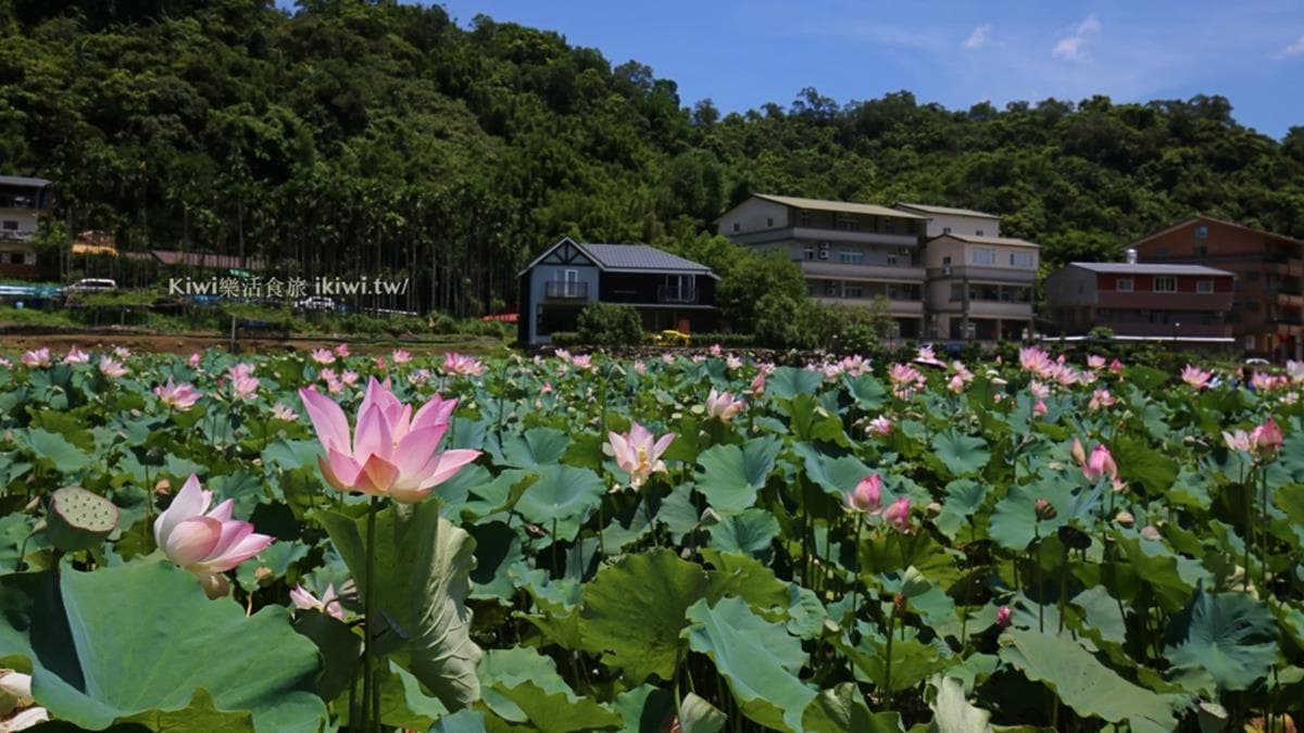一整片的荷花園看起來非常壯觀。（圖片來源：KIWI樂活食旅）