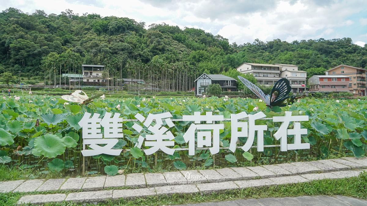 新北雙溪的「雙溪荷花田」是放假時的賞荷好去處。（圖片來源：遇見天使Angela）