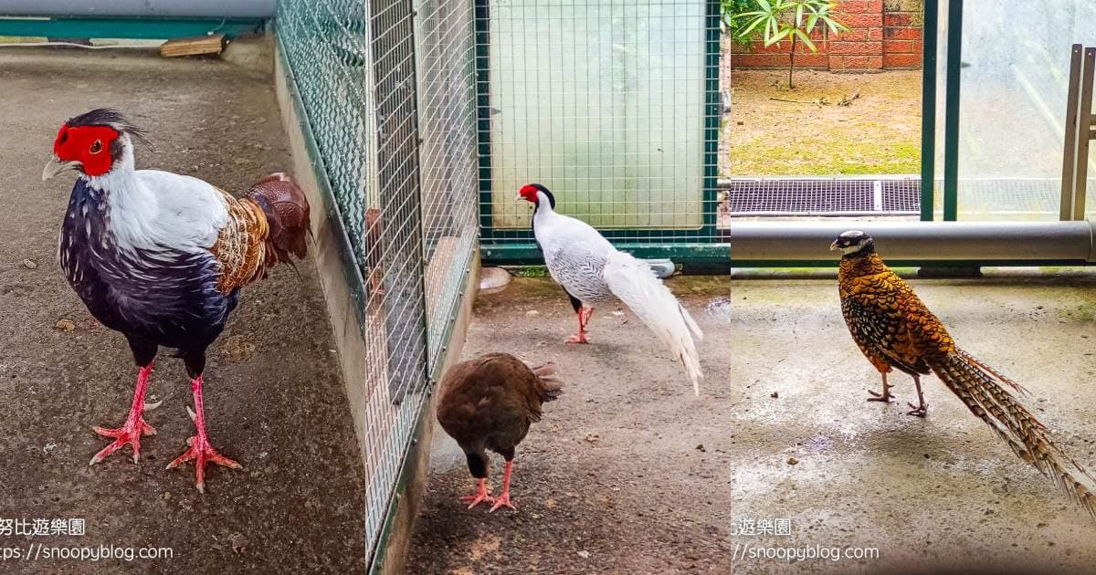 7000坪免費逛到飽！苗栗「台版兼六園」藏私人豪宅，帶小孩近距離賞孔雀開屏