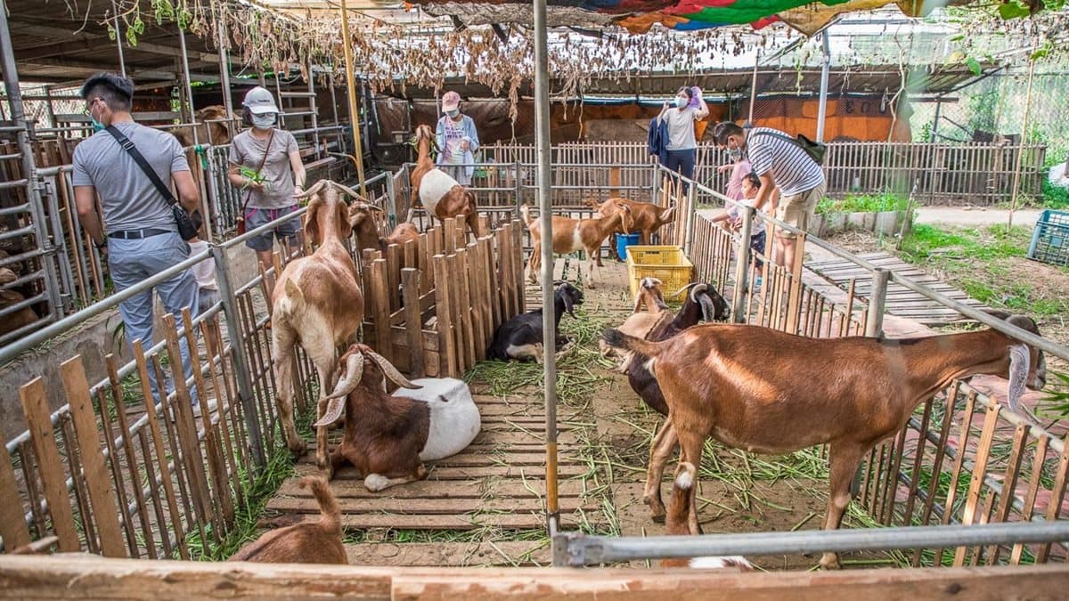 小動物餵食區有羊、豬、雞、鴨、豬、兔子、天竺鼠跟陸龜。（圖片來源：大手牽小手玩樂趣）
