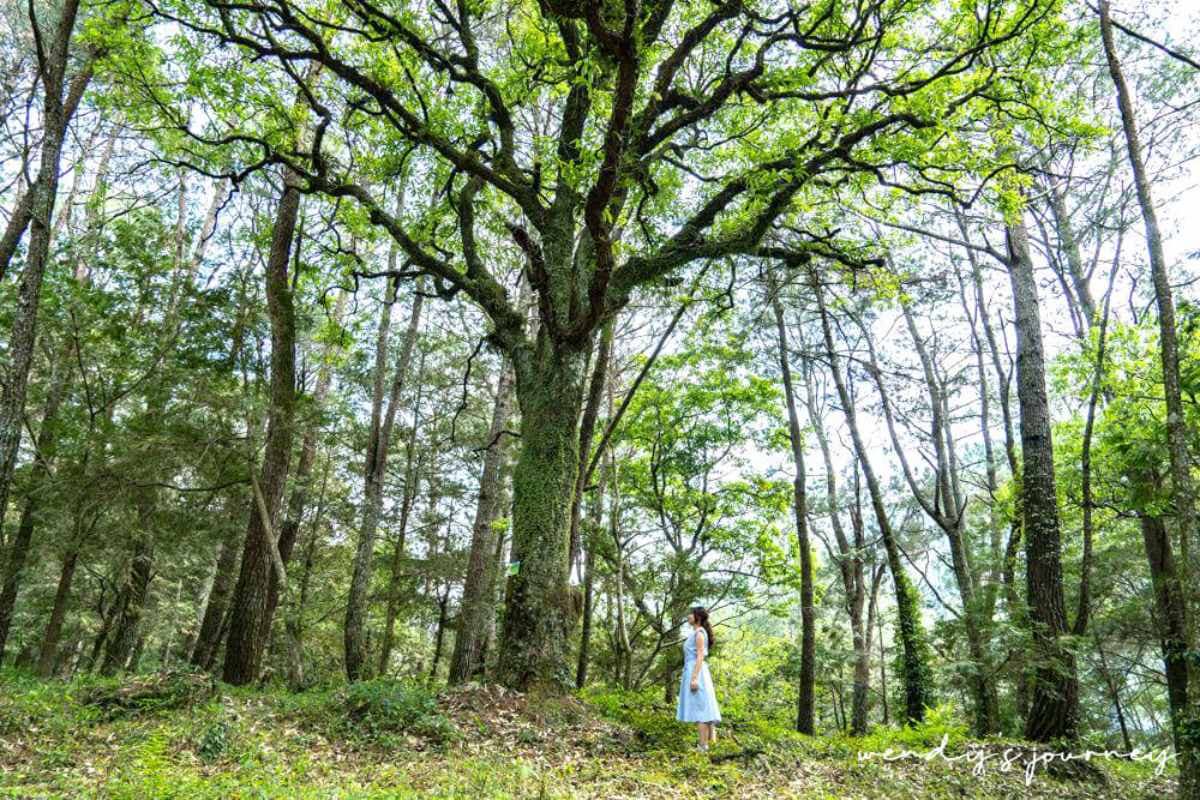 南投森林遊樂區「10元玩整天」！打卡絕美飛瀑瀑布、祕境步道，限時５天快衝