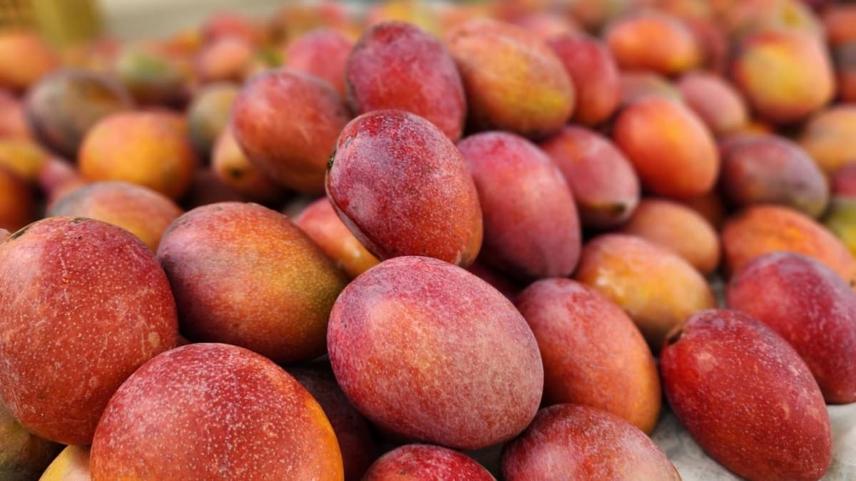 超狂整隻青蛙入鍋！「千葉」再推異國料理吃到飽，壽星享５折優惠