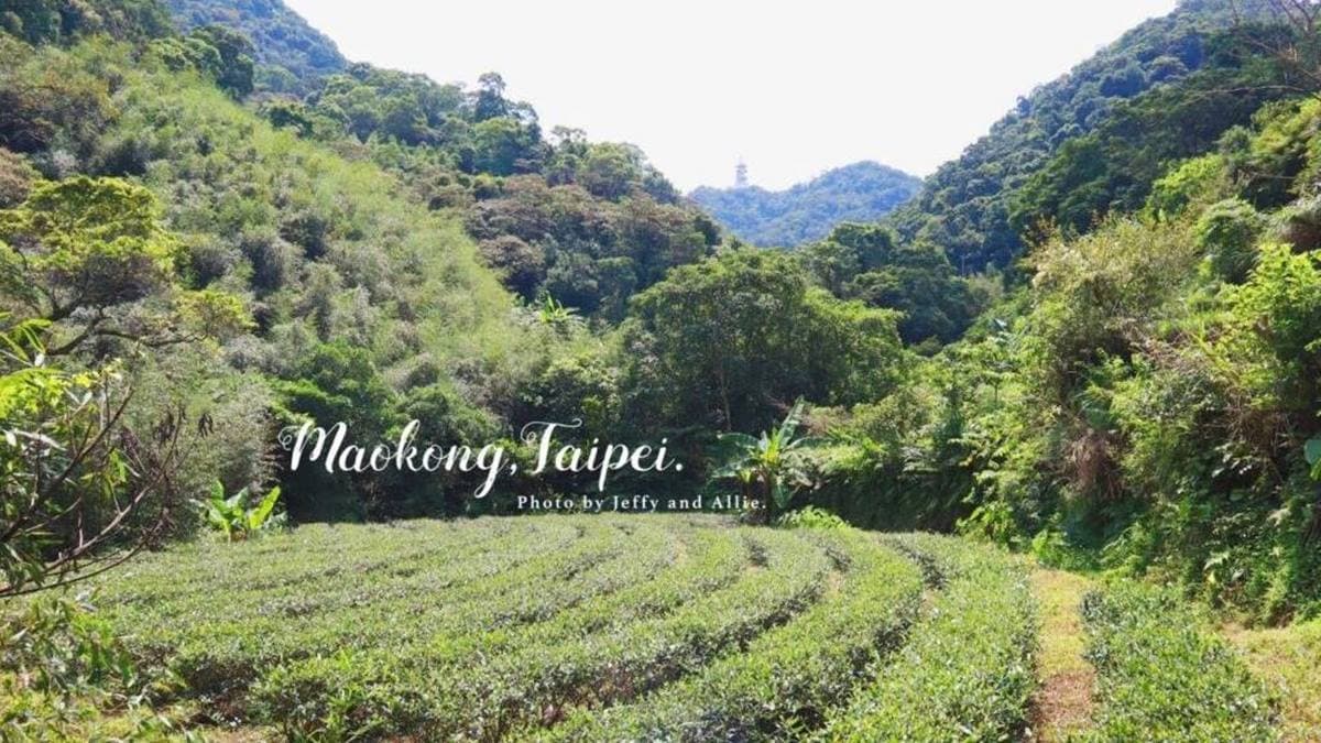 走步道時旁邊會經過茶園，遠山背景更為翠綠。（圖片來源：又要飛去哪！？）