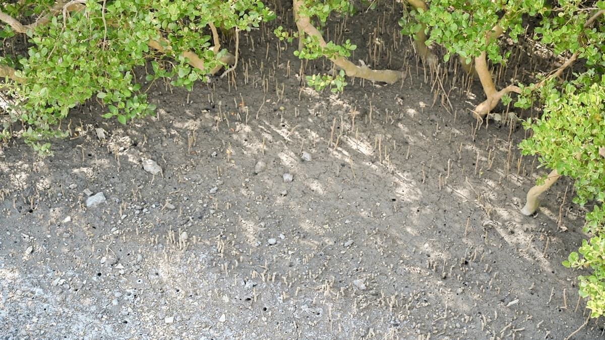 步道長達１公里的路段穿梭在紅樹林間。（圖片來源：巧莉的世界流浪筆記）