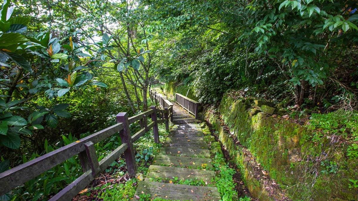步道被綠植包圍著，綠意盎然的很舒服。（圖片來源：阿里山風景管理處）