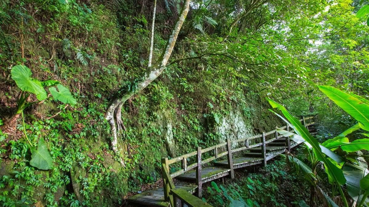從地勢較高的東側進入，剛開始路段相較平緩輕鬆。（圖片來源：阿里山風景管理處）