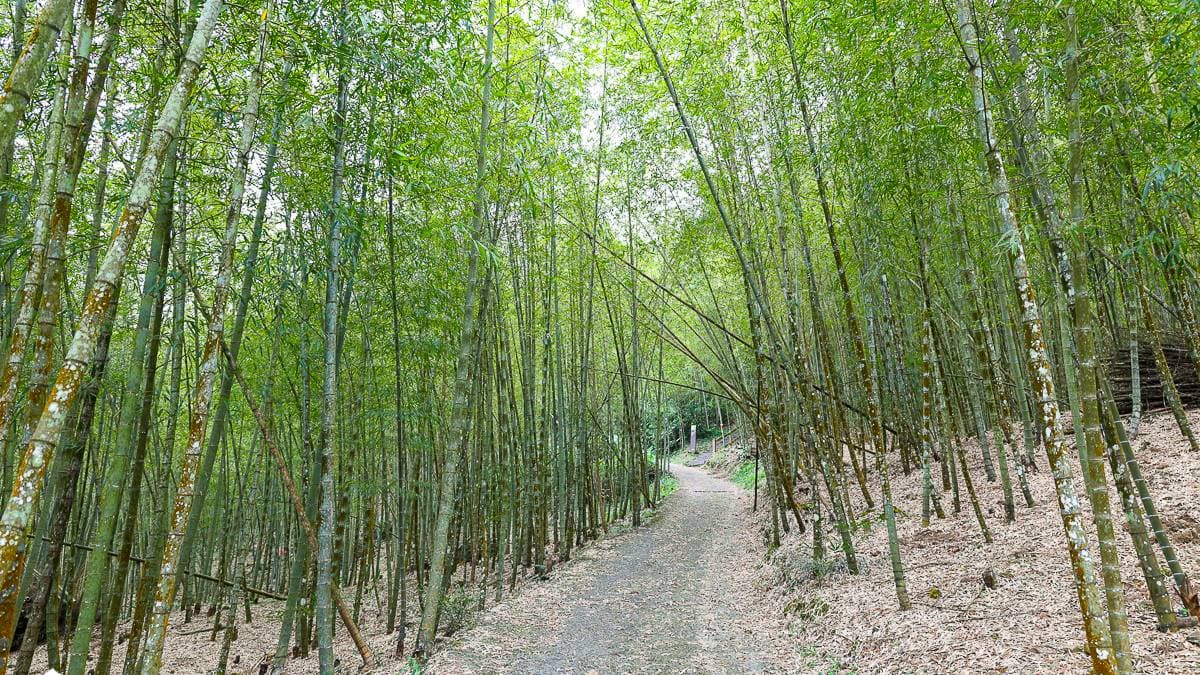 美麗的竹林景致讓人想起了京都嵐山的竹林美景。（圖片來源：卡夫卡愛旅行）