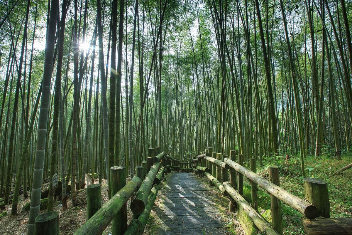 嘉義最消暑玩法!2大瀑布祕境+10條森林步道:阿里山五星級步道、嵐山竹林 嘉義最消暑玩法!2大瀑布祕境+10條森林步道:阿里山五星級步道、嵐山竹林