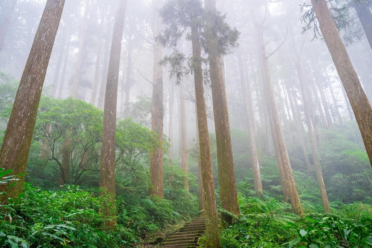 嘉義最消暑玩法!2大瀑布祕境+10條森林步道:阿里山五星級步道、嵐山竹林 嘉義最消暑玩法!2大瀑布祕境+10條森林步道:阿里山五星級步道、嵐山竹林