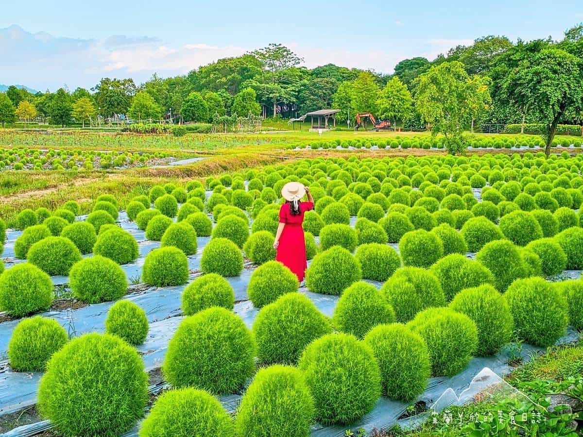 「抹茶小丸子」回來了！２大最萌「波波草」祕境：6000株超狂、免費拍到飽