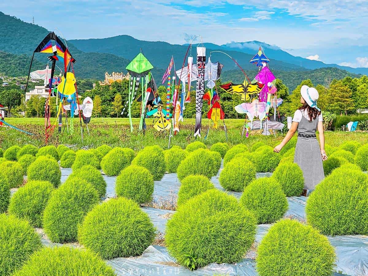 「抹茶小丸子」回來了！２大最萌「波波草」祕境：6000株超狂、免費拍到飽