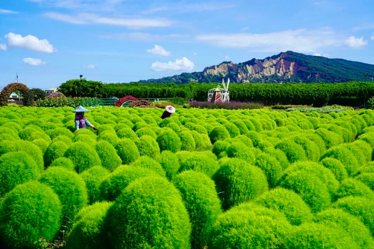 「抹茶小丸子」回來了！２大最萌「波波草」祕境：6000株超狂、免費拍到飽