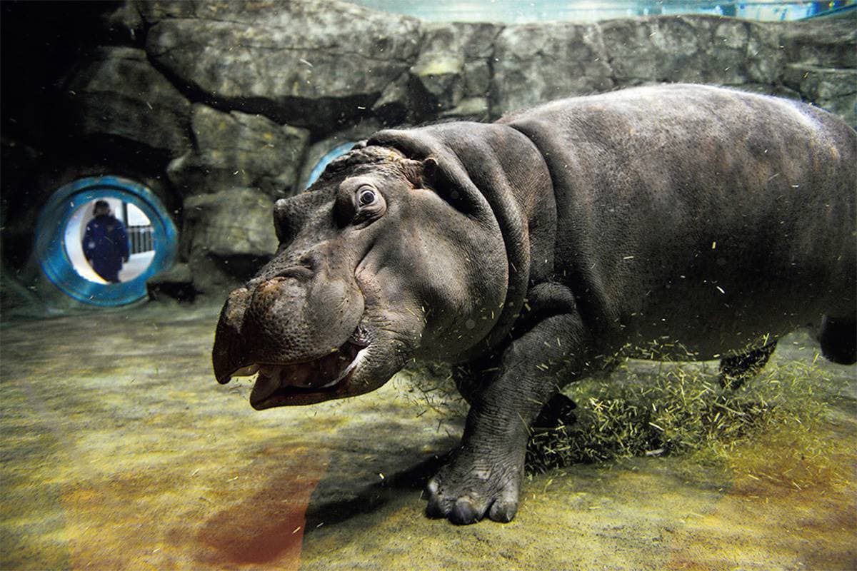 不只「企鵝散步秀」！2023北海道動物園四季攻略：河馬跳水、冬天看雪燈