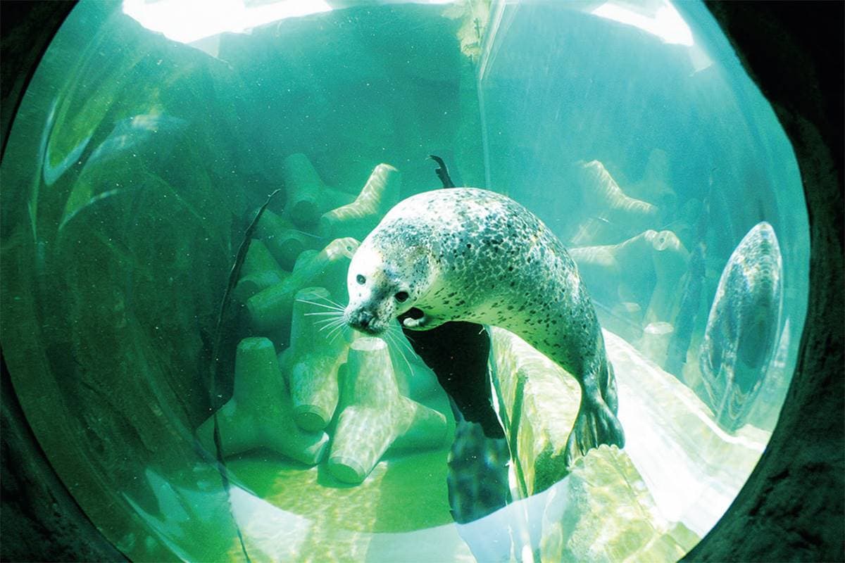 不只「企鵝散步秀」！2023北海道動物園四季攻略：河馬跳水、冬天看雪燈