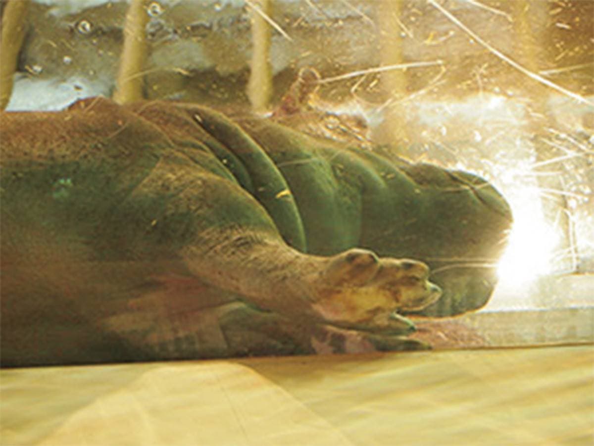 不只「企鵝散步秀」！2023北海道動物園四季攻略：河馬跳水、冬天看雪燈
