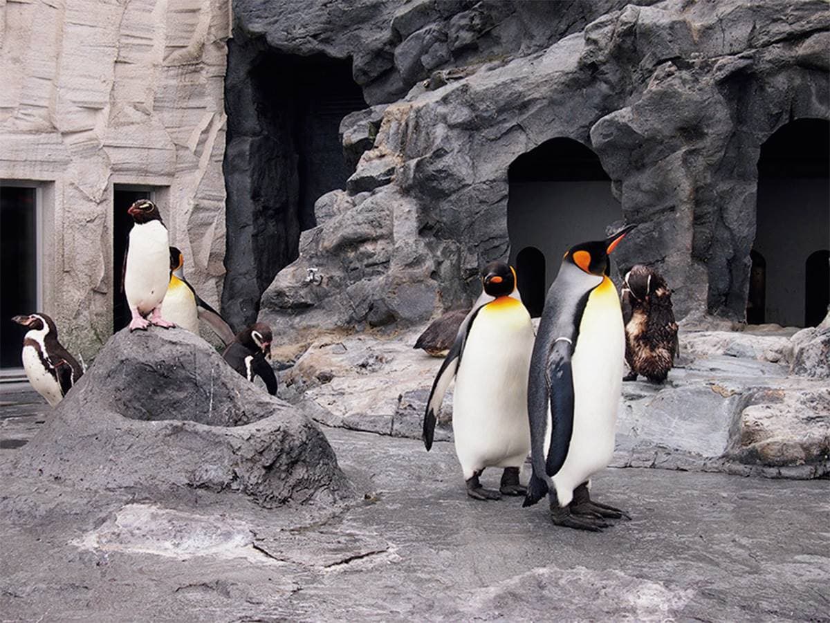 不只「企鵝散步秀」！2023北海道動物園四季攻略：河馬跳水、冬天看雪燈