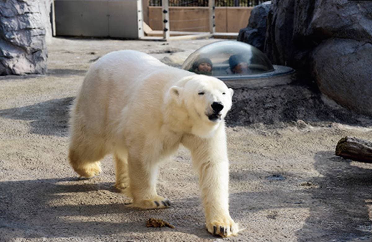 不只「企鵝散步秀」！2023北海道動物園四季攻略：河馬跳水、冬天看雪燈