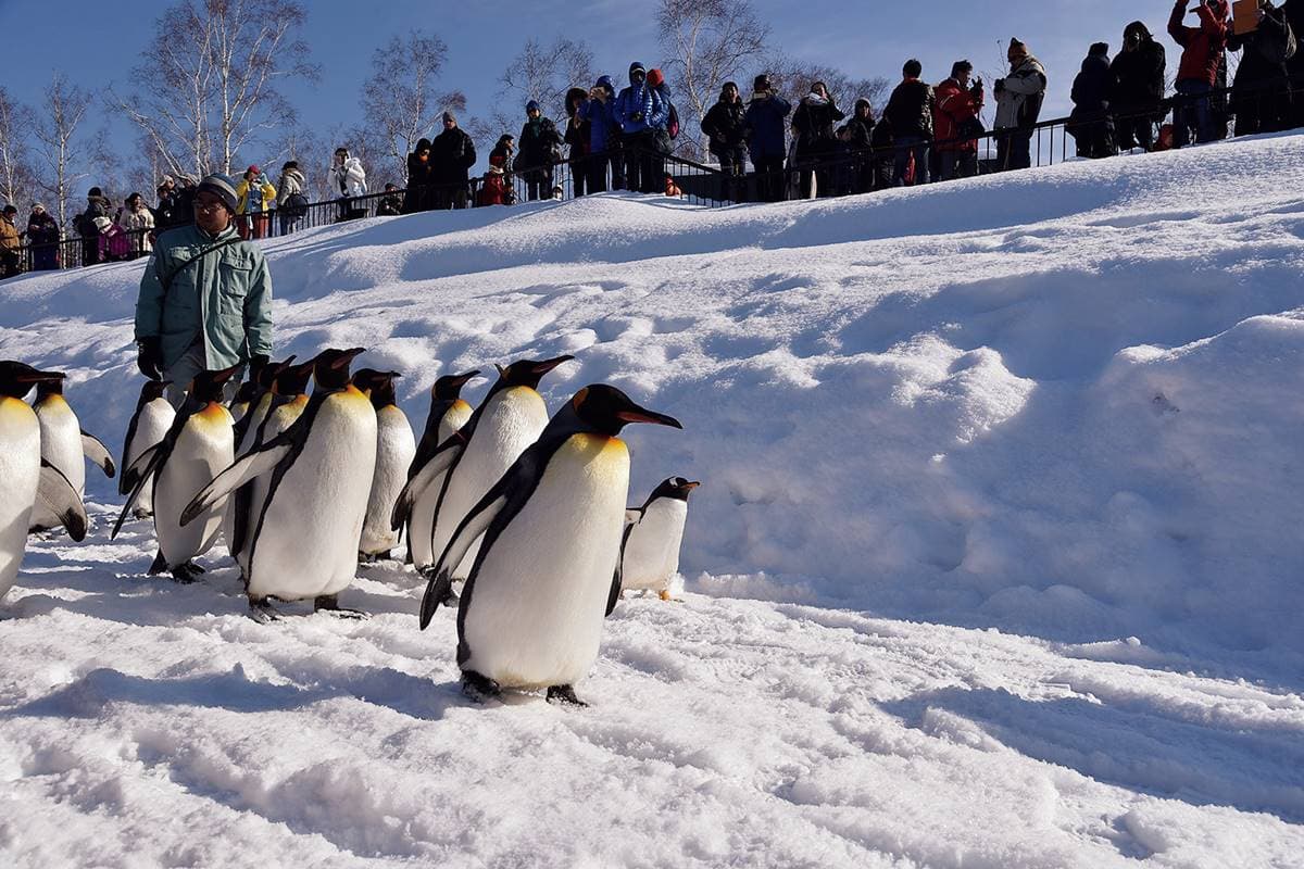 不只「企鵝散步秀」！2023北海道動物園四季攻略：河馬跳水、冬天看雪燈