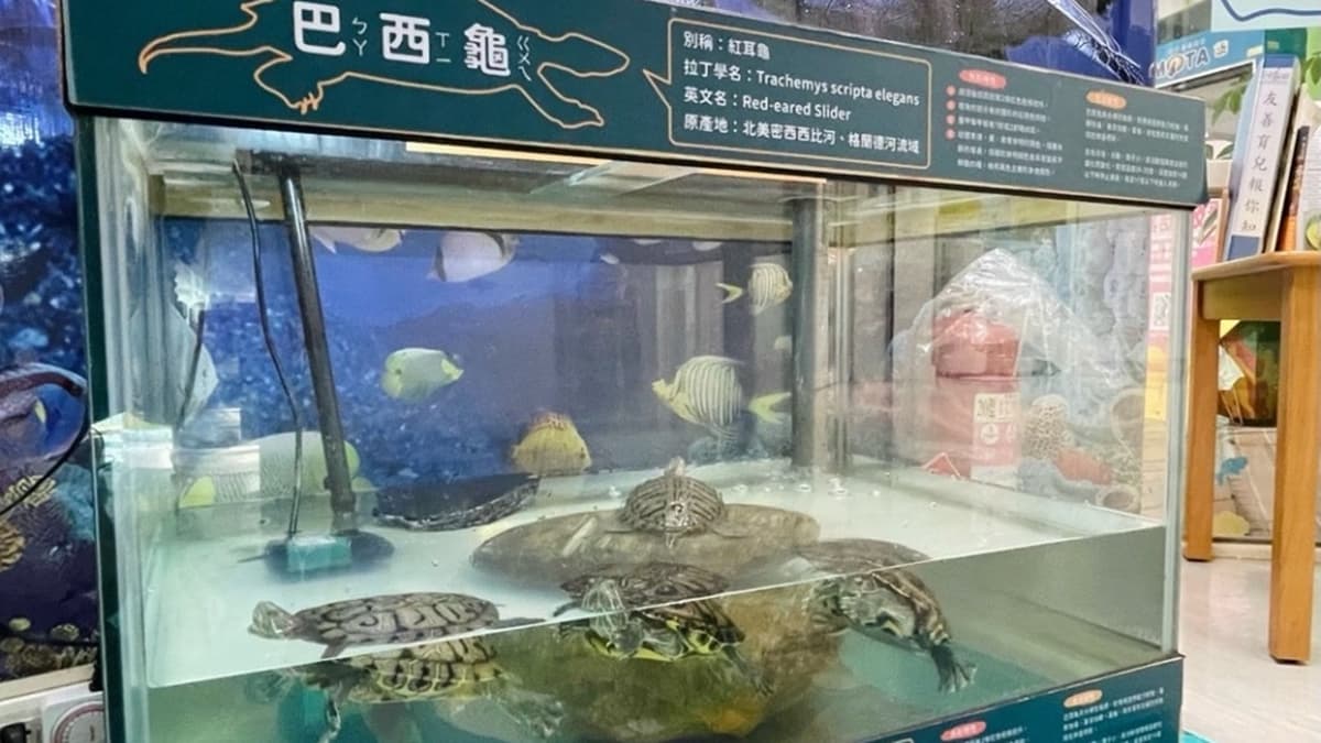 「生態觀察區」每個箱子裡都有不同的生物，有不同品種的烏龜和小龍蝦等。（圖片來源：寶寶❤️放電）
