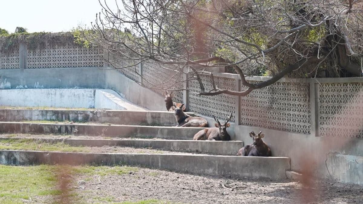 這裡完全就是個可愛動物園，可以看到梅花鹿、鴯鶓、孔雀、水鹿等。（圖片來源：巧莉的世界流浪筆記）