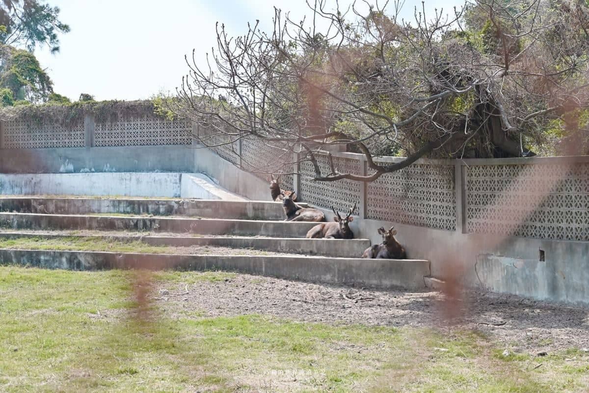 免門票「迷你動物園」在這!近距離看動物、玩高空滑梯,再嗑牛肉火鍋吃到飽 免門票「迷你動物園」在這!近距離看動物、玩高空滑梯,再嗑牛肉火鍋吃到飽