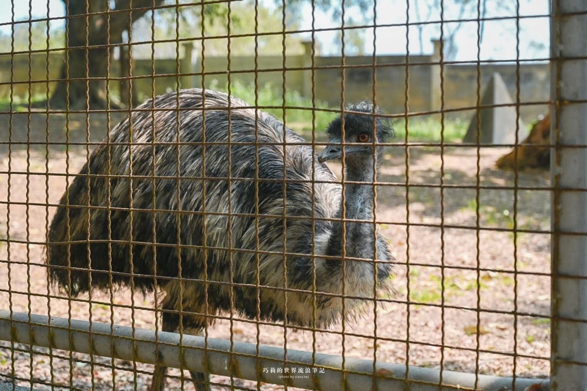 免門票「迷你動物園」在這!近距離看動物、玩高空滑梯,再嗑牛肉火鍋吃到飽 免門票「迷你動物園」在這!近距離看動物、玩高空滑梯,再嗑牛肉火鍋吃到飽