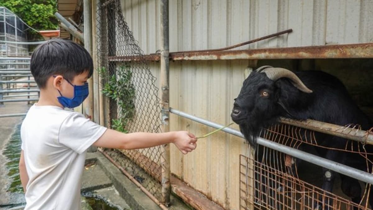 相較起來馬兒體型太大多少產生畏懼感，山羊顯得友善許多。（圖片來源：1個媽咪2個寶）