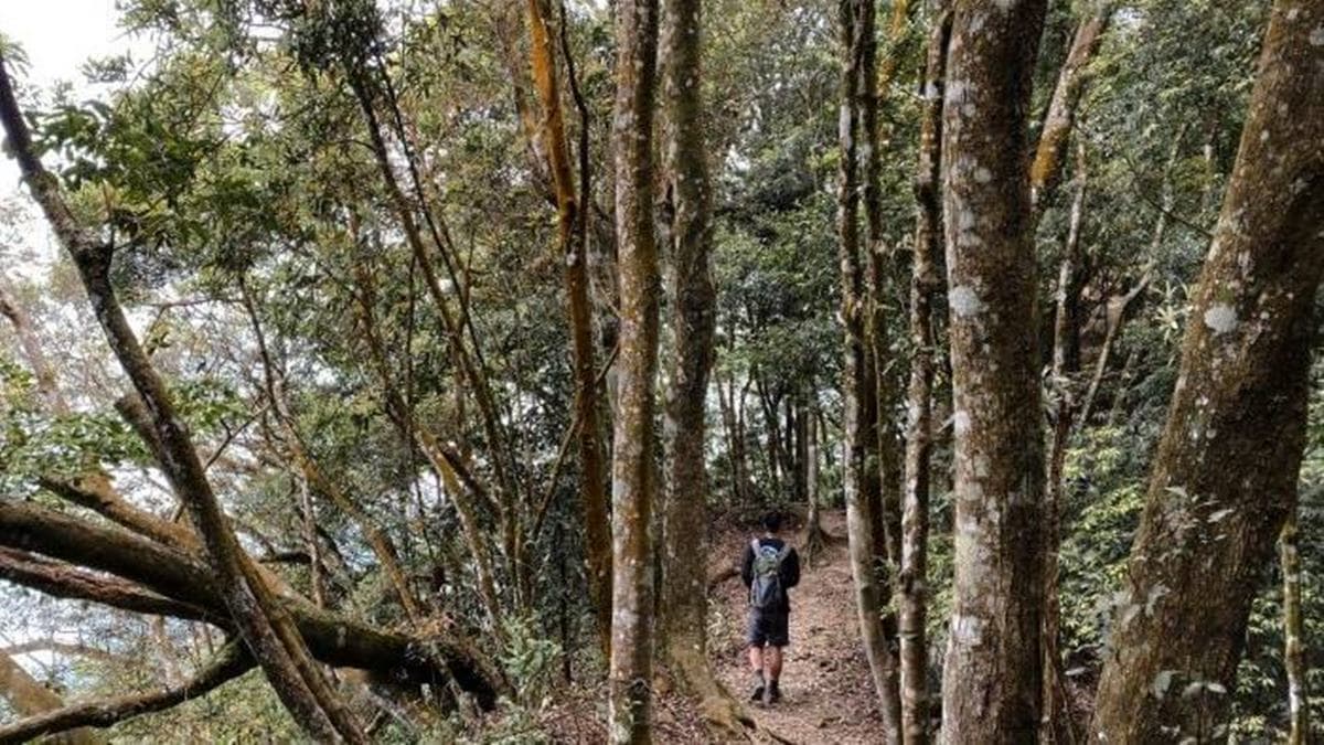 「仙山登山步道」是條輕鬆的路線，很適合去踏青。（圖片來源：Sara‘s world）