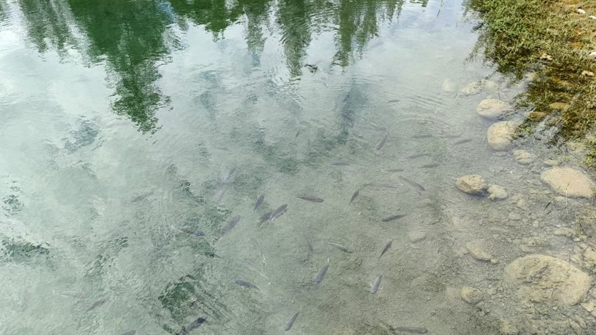 湖水清澈透明，還可以看見不少魚群，很適合帶小朋友來個生態之旅。（圖片來源：大口老師的走跳學堂!）