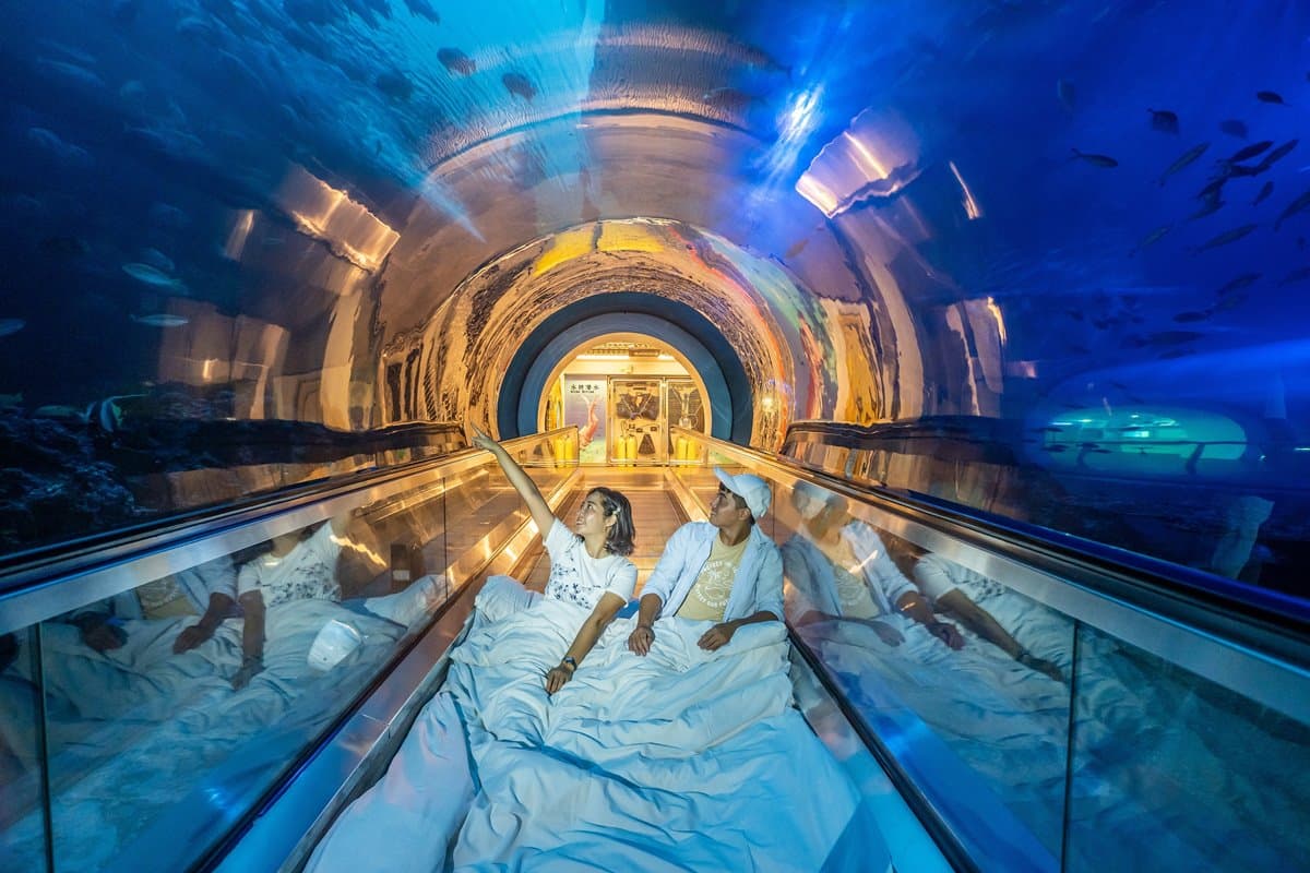 與小鯊魚、海豹一起入眠！七夕夜宿「最美水族館」，留言抽「免費再住１晚」