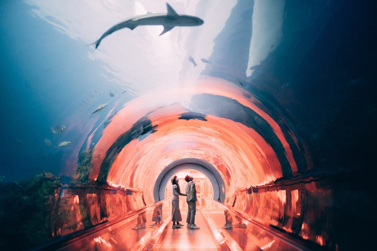 與小鯊魚、海豹一起入眠！七夕夜宿「最美水族館」，留言抽「免費再住１晚」