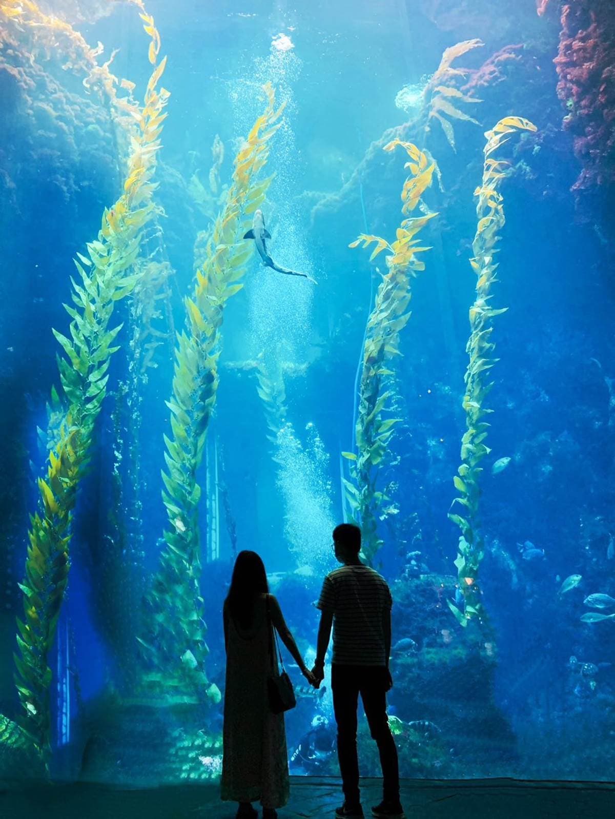 與小鯊魚、海豹一起入眠！七夕夜宿「最美水族館」，留言抽「免費再住１晚」