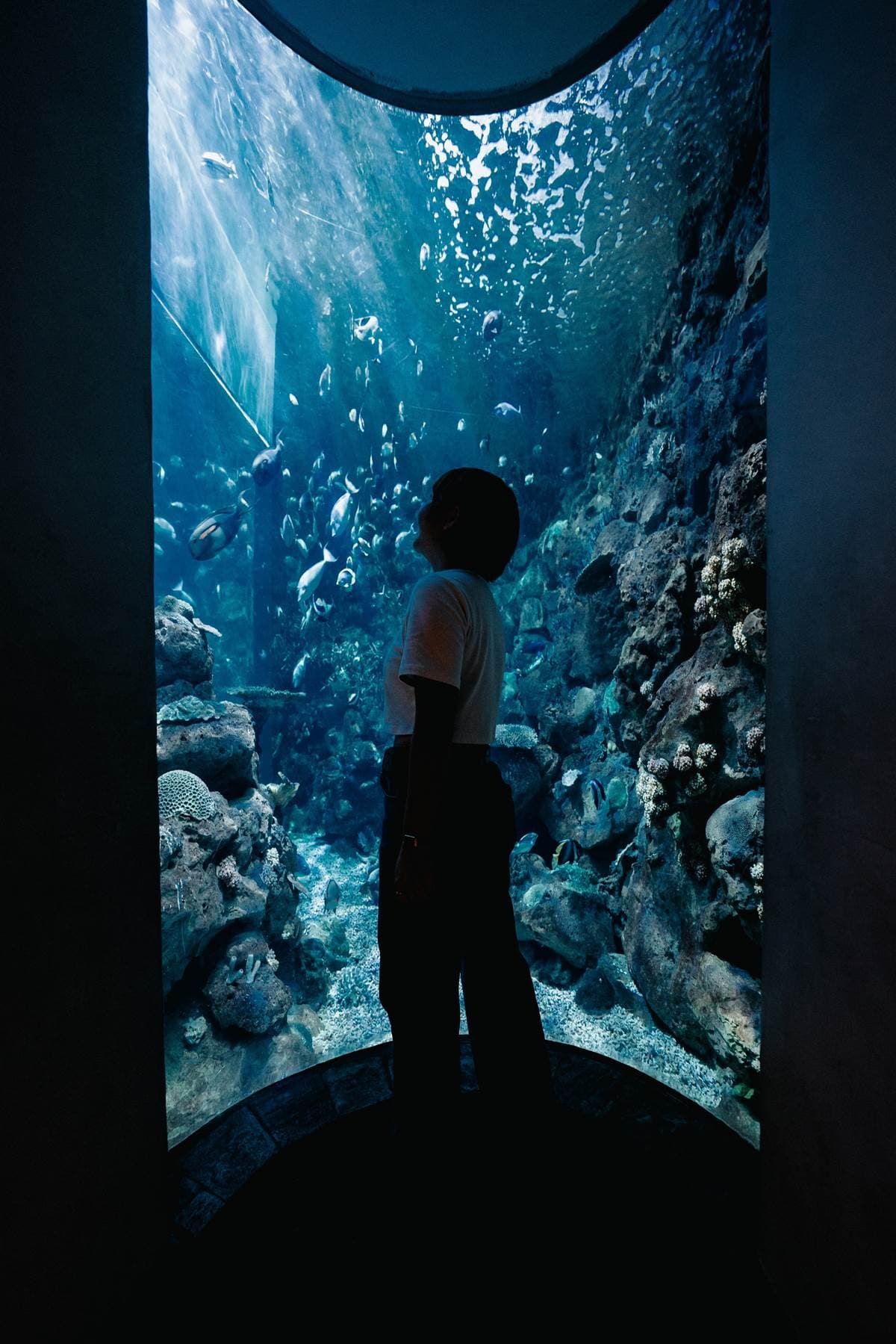 與小鯊魚、海豹一起入眠！七夕夜宿「最美水族館」，留言抽「免費再住１晚」