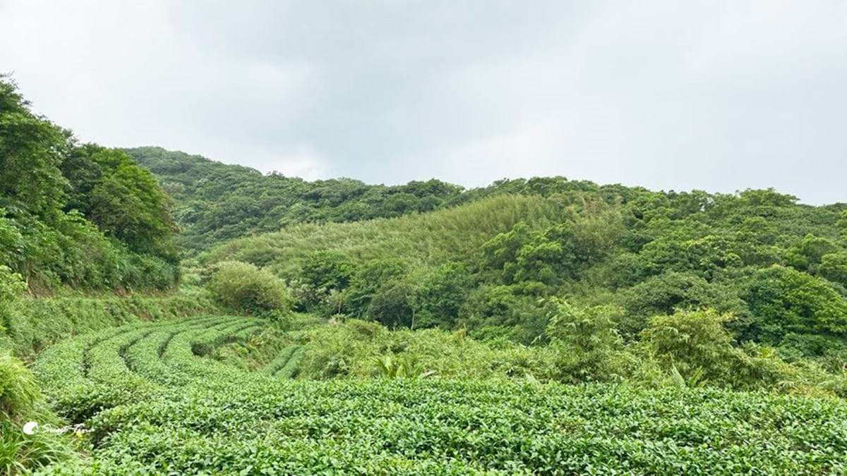 雖然範圍不是很大，但一路上都可以看見一區區的茶園。（圖片來源：Sweet Tina 樂在生活分享）