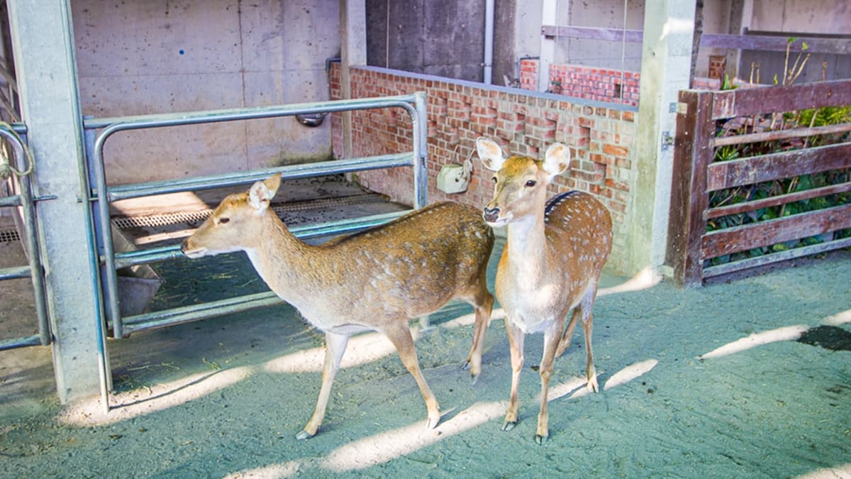 農場內飼養了多達30種動物，包含麝香豬、梅花鹿、天竺鼠和狐獴等。（圖片來源：史努比遊樂園）