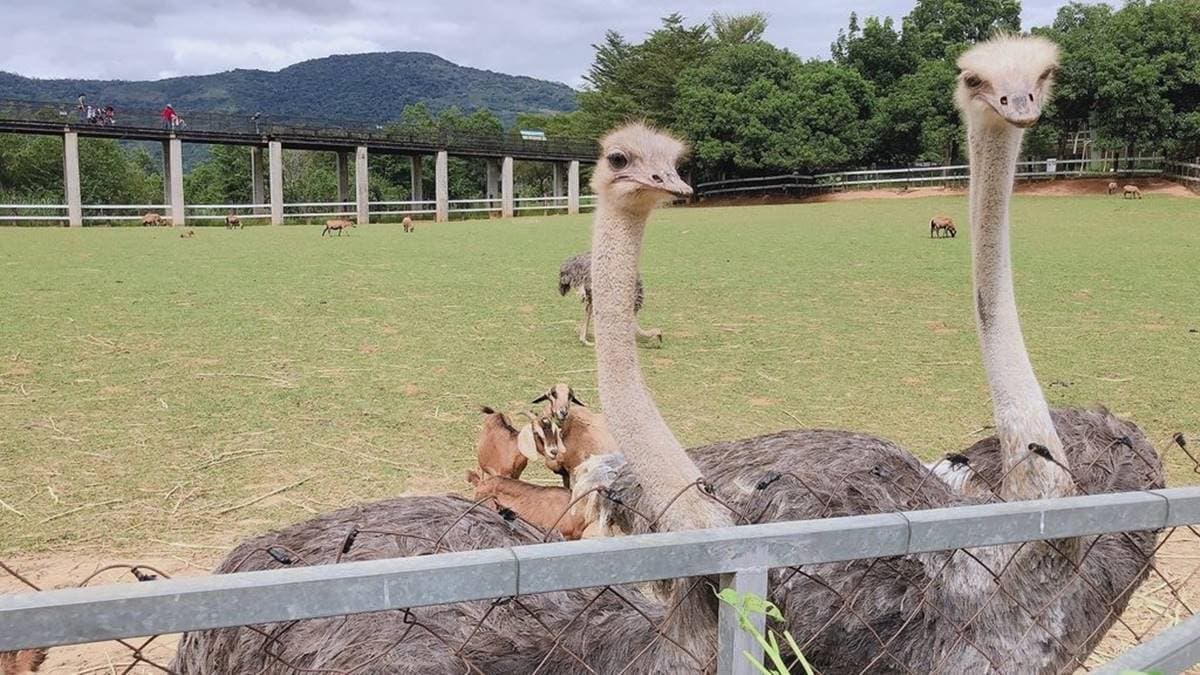 園區裡還藏著１座牧場，飼養著山羊與鴕鳥等動物。（圖片來源：Rikki的美好生活）