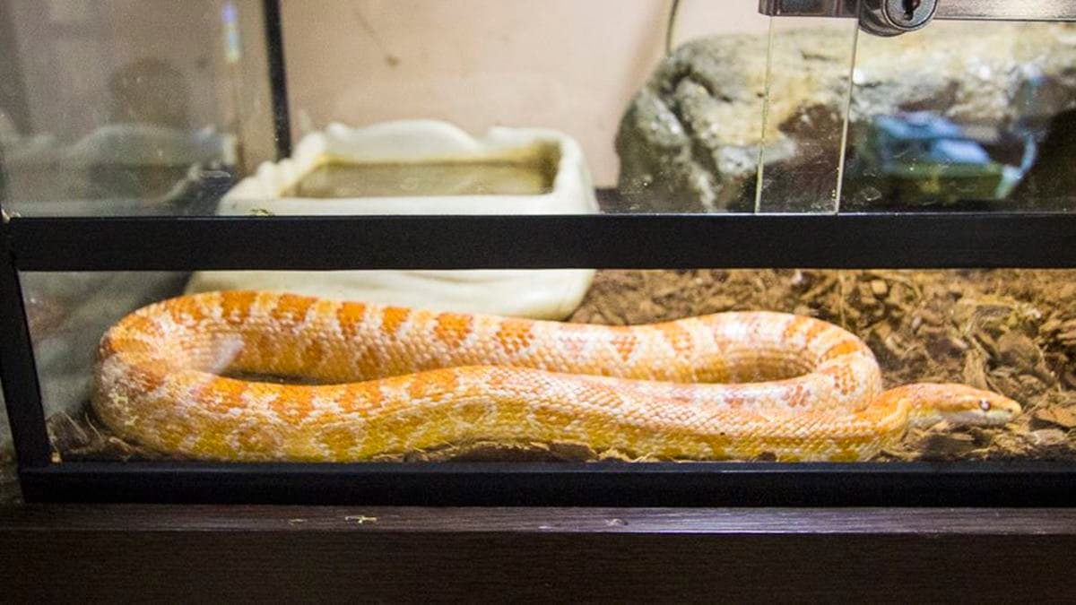 爬蟲館裡可以看到玉米蛇、陸龜、鬆獅蜥、猴尾蜥等。（圖片來源：史努比遊樂園）