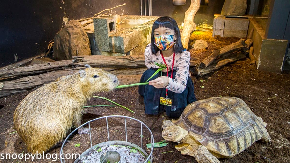 館內每月都有不同主題的生態導覽、互動體驗課程，欲參加能先在網路預約報名。（圖片來源：史努比遊樂園）