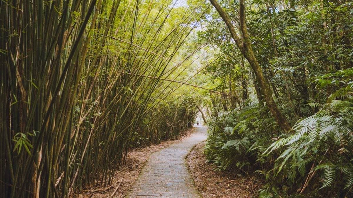 一開始的石板步道是極為和緩的平坡路段，一側為竹林。（圖片來源：是艾思，不是火拳。）