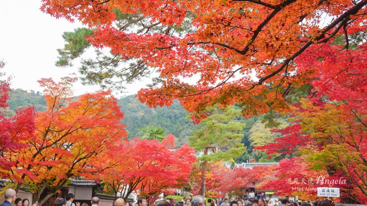 滿滿的紅葉美景，火紅一片絕美到翻天了。（圖片來源：遇見天使Angela）