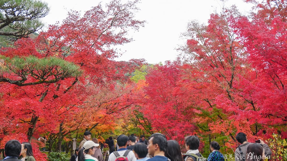 每到賞楓季遊客就很多，建議一開門就來，遊客會相對少一些。（圖片來源：遇見天使Angela）