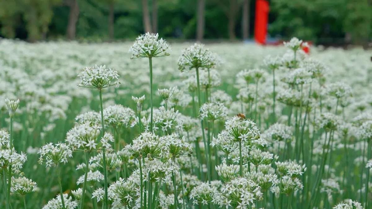 一整片雪白又茂密的韭菜花田，怎麼拍都好美。（圖片來源：IG@bruce570318）