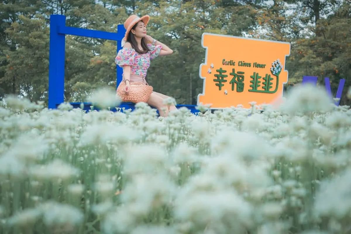 50元美照拍到飽！彰化破千坪「韭菜花田」仙氣爆棚，中秋、國慶連假快來賞花