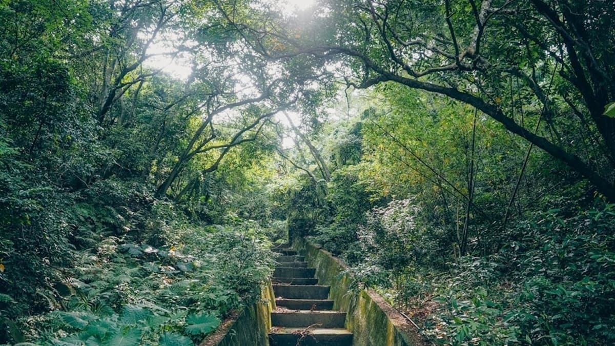 無論是緩坡或是石階，步道兩側多為茂密的樹木和綠葉。（圖片來源：是艾思，不是火拳。）
