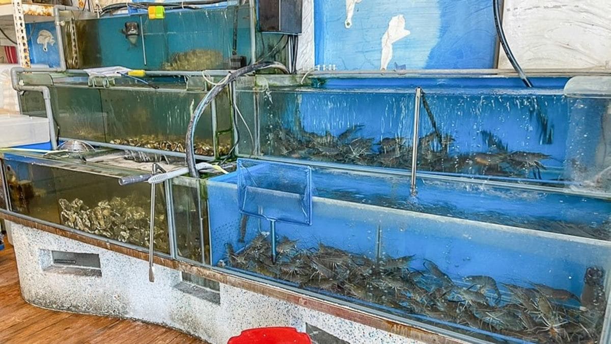 這裡還有很多現撈海鮮，大推鮮蚵、泰國蝦。（圖片來源：跟著尼力吃喝玩樂）