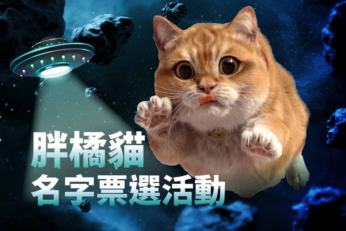 巨萌「胖橘貓」現身基隆！全台最大裸視3D螢幕「這天」登場，最新打卡點快衝