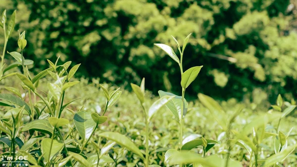 周邊布滿了綠色植栽，綠意盎然。（圖片來源：是艾思，不是火拳。）